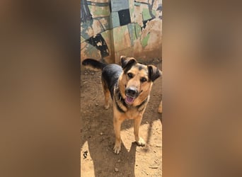 Oscar - dein Kumpel mit Teddy Charme