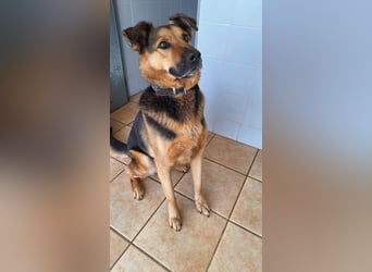 Oscar - dein Kumpel mit Teddy Charme