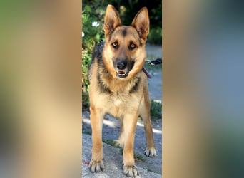 Lucy sucht ihr Für-Immer-Zuhause