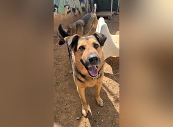 Oscar - dein Kumpel mit Teddy Charme