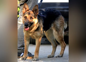 Lucy sucht ihr Für-Immer-Zuhause