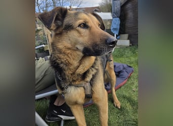 OSCAR - dein Kumpel mit Teddy-Charme