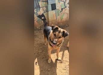 Oscar - dein Kumpel mit Teddy Charme