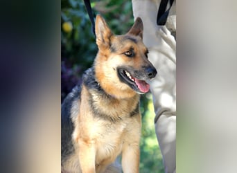 Lucy sucht ihr Für-Immer-Zuhause