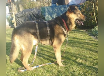 OSCAR - dein Kumpel mit Teddy-Charme