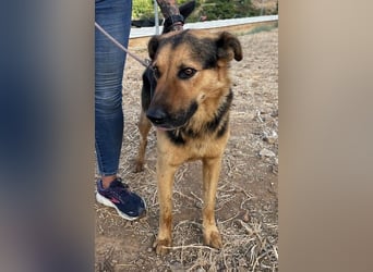 Oscar - dein Kumpel mit Teddy Charme