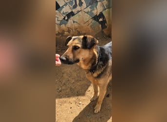 Oscar - dein Kumpel mit Teddy Charme