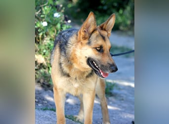 Lucy sucht ihr Für-Immer-Zuhause