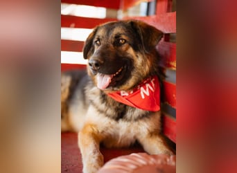 Schäfi-Mix MO❤️ intelligent, lernwillig und bindungsstark