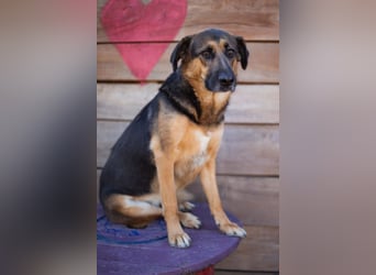 Avis ❤️ wundervolle, so sanfte Schäfi-Mix Hündin