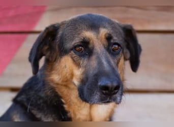 Avis ❤️ wundervolle, so sanfte Schäfi-Mix Hündin