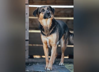 Avis ❤️ wundervolle, so sanfte Schäfi-Mix Hündin