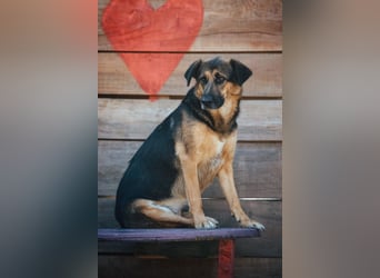 Avis ❤️ wundervolle, so sanfte Schäfi-Mix Hündin
