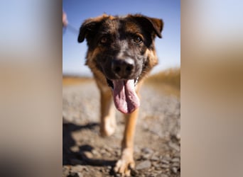 Schäfi-Mix MO❤️ intelligent, lernwillig und bindungsstark