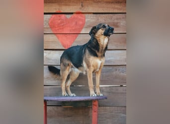 Avis ❤️ wundervolle, so sanfte Schäfi-Mix Hündin