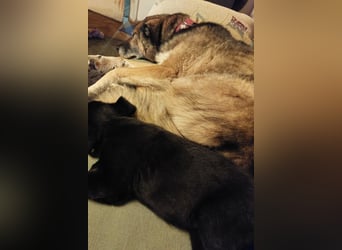 ♥REX♥ Deutscher-Schäfi-Mix-Goldjunge