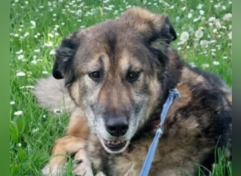 ♥REX♥ Deutscher-Schäfi-Mix-Goldjunge