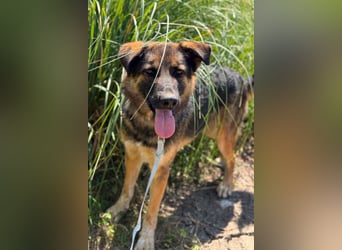 Schäfi-Mix MO❤️ jung, klug, lernwillig und sehr hübsch