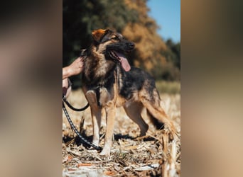 Schäfi-Mix MO❤️ intelligent, lernwillig und bindungsstark