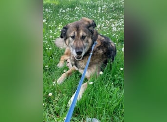 ♥REX♥ Deutscher-Schäfi-Mix-Goldjunge