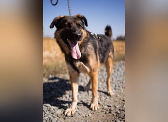 Schäfi-Mix MO❤️ intelligent, lernwillig und bindungsstark