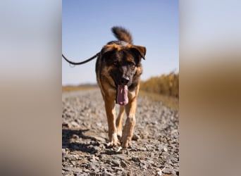 Schäfi-Mix MO❤️ intelligent, lernwillig und bindungsstark