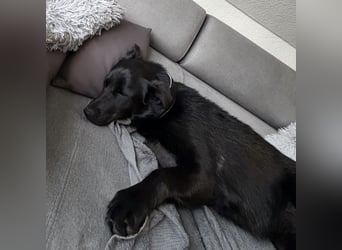 Yoni - ein Traumhund verliert ihr Zuhause
