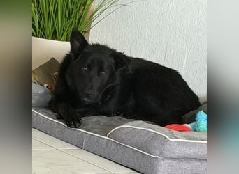 Yoni - ein Traumhund verliert ihr Zuhause