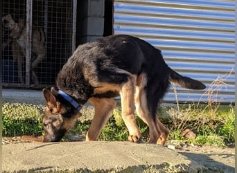 Tizon(TO) wunderschöner, verspielter junger Bube