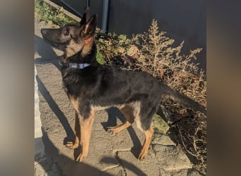 Tizon(TO) wunderschöner, verspielter junger Bube