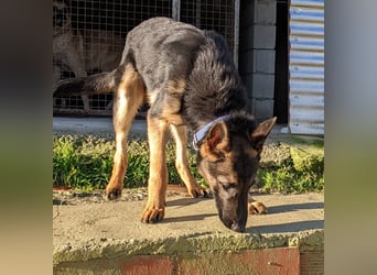 Tizon(TO) wunderschöner, verspielter junger Bube