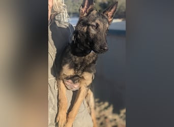 Tizon(TO) wunderschöner, verspielter junger Bube