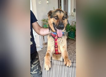 Fritz ist ein traumhafter Schäfi
