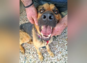Fritz ist ein traumhafter Schäfi