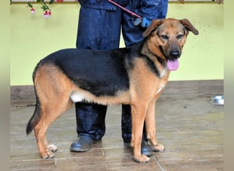 Benjard -SOS -  Der Mut der Verzweiflung