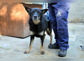 Athena - bittet um eine Chance