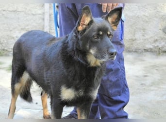 Athena - bittet um eine Chance