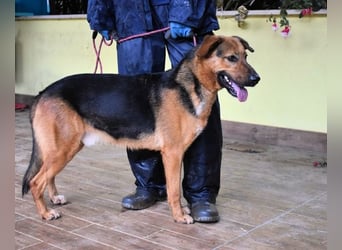 Benjard -SOS -  Der Mut der Verzweiflung