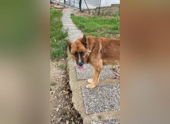 Boh - Notfall - Sanft. Stark. Echt