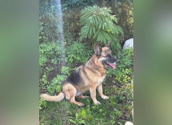 Regina - Loyalität sucht Neuanfang