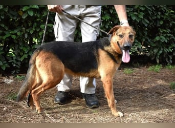 Benjard -SOS -  Der Mut der Verzweiflung