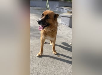 Boh - Notfall - Sanft. Stark. Echt