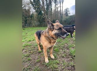 Regina - Loyalität sucht Neuanfang