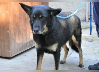 Athena - bittet um eine Chance