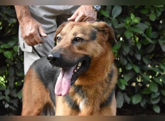 Benjard -SOS -  Der Mut der Verzweiflung