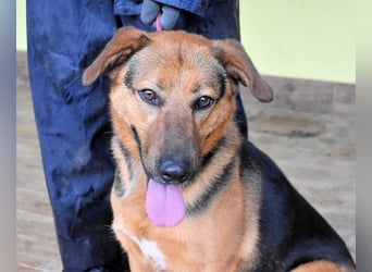 Benjard -SOS -  Der Mut der Verzweiflung