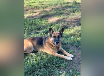 Regina - Loyalität sucht Neuanfang