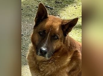 Boh - NOTFALL - Zurück im Leben