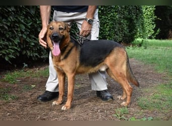 Benjard -SOS -  Der Mut der Verzweiflung