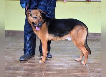 Benjard -SOS -  Der Mut der Verzweiflung